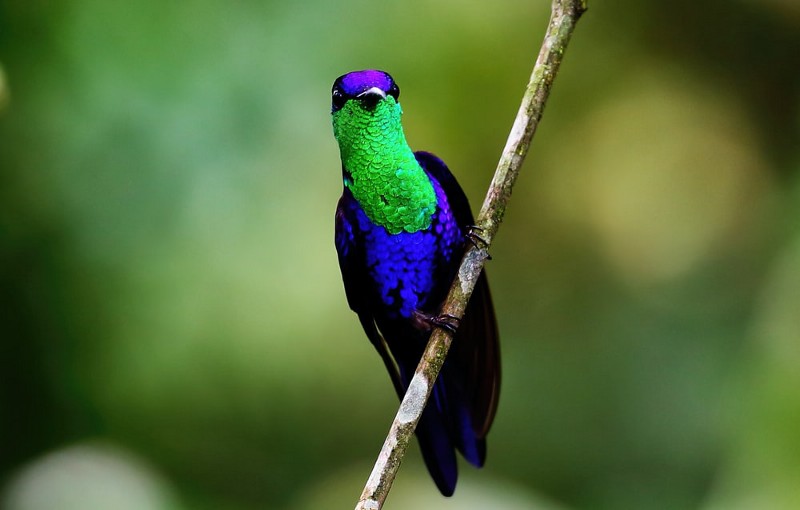 Bright blue bird with a lime green breast perched on a thin branch
